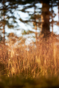 Sweden, grasses against the light Sweden, grasses against the light